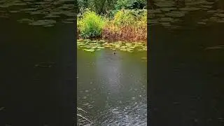 feeding some moorhens down the local canal long video #moorhen #waterbirds #britishwildlife #rain