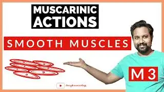 MUSCARINIC ACTIONS On SMOOTH MUSCLES | ANS Pharmacology - 3 | RAPID REVISION