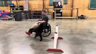 Giant Schnauzer Life Prufen Skill Development 