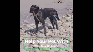 Dog Knee Braces - Posh Dog Knee Brace