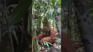 Wild orangutans in Sumatra, Indonesia.