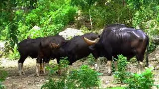 Gaur#shorts#MajesticAnimals#WildlifeBehavior#ForestEcosystems#BisonOfIndia