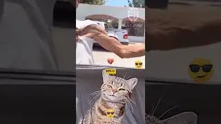 Muscle aura🔥🗿 #edit #trollface #viral #cat