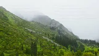 Rainy day in coniferous forest at mountain slopes. Serene and Peaceful Atmosphere.