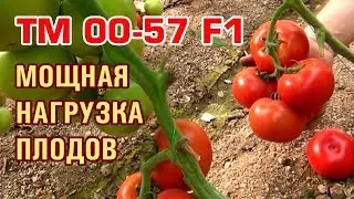 TM 00-57 F1 - ОЧЕНЬ МОЩНАЯ НАГРУЗКА ПЛОДОВ ТОМАТА (13-06-2018)