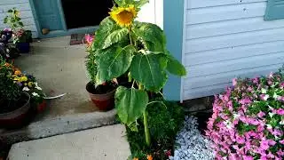 russian mammoth sunflower