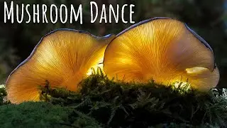 Mushroom Dance | Plantwave music | Music that relaxes you