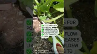 5 reasons to prune your squash #pruningseason #zone10gardening #gardening101 #gardeningtips #th