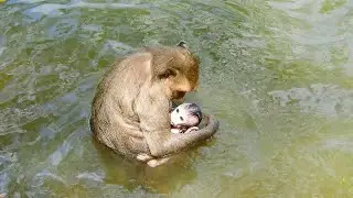 Young Mom Piper Teaching Her Tiny Jasper Swimming In The Big Pond