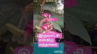 இருவாட்சி  என்கிற மந்தாரை