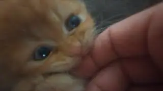 KITTEN VS HAND (Full Fight)