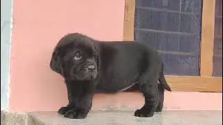 Labrador Male Female Puppy  Mo. 📲 8104072120#labrador #pets #youtubeshorts #youtube #puppy