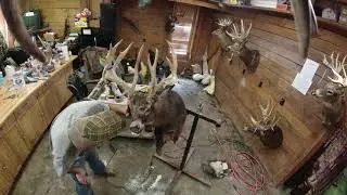 Whitetail Deer Mounting Timelapse 2.