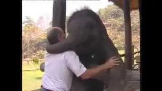 Cute baby elephant cuddles with man.