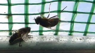 European hoverflies - Eristalis tenax - Sveifflugur - Sveifur - Skord&yacute;r - Skord&yacute;ral&iacute;f