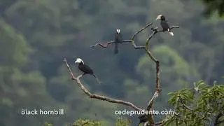 Black hornbill (Anthracoceros malayanus) 4K video