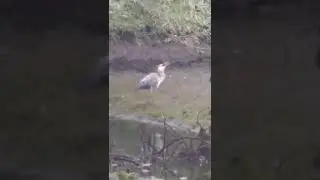 Wild heron swallowing fish