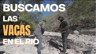 Buscamos Vacas Por el Rio (Fer Ortiz)