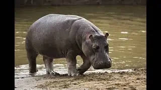 Hippopotamus Sound Effects