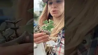 @AngelGameXP #garden #gardening #shorts #short #україна #positive #lifestyleblogger #humor #wow