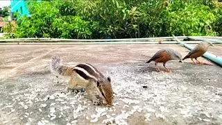 Squirrel Kingdom !!! কাঠবিড়ালির রাজত্ব পর্ব ৮৭ || রাজবাড়ী, বালিয়াকান্দি উপজেলা, ঢাকা