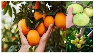 Village Harvesting, Fresh Fruits,Guava,Orange, Mini Lemons, from Our Farm,Rural 🍋🍊 #harvestingfruits