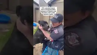 Update: adopted! 🎉 Animal control officers spent 2 weeks trying to bring him to safety