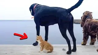 Kitten raised by dogs thinks he&rsquo;s one of them and jumps into water like a real dog