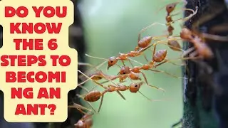 WHAT IS THE LIFE CYCLE OF ANTS?