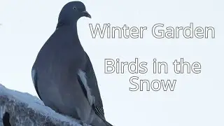 Birds in my winter garden &ndash; peaceful moments from a cold day