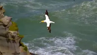 New Zealand : Along the West Coast by ACROSS