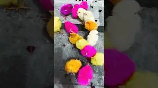Charming color hen baby&rsquo;s ✨💫 #rainbow chicken#coloredballoons