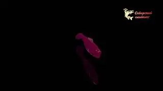 Crazy bait