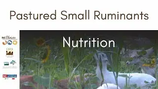 Pastured Small Ruminants Production Feed and Nutrition - Teaching Tools for Beginning Farmers