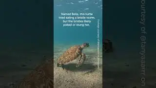 Turtle Tries to Eat a Bristle Worm and Regrets It