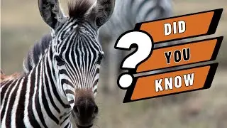 Animal Zoo Adventure! Learn About the Animals at the ZOO!