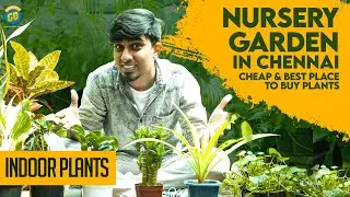 Nursery Garden In Chennai | Cheap & Best Place To Buy Plants | Indoor Plants | Blacksheep Go