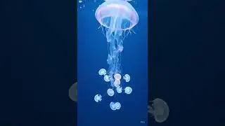crystal jellyfish 🪼 #asmr #experiment #relaxingsounds #satisfying #focus