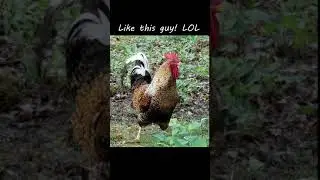 Chicken Mating Fun Fact.  You won't believe what we found out about hens and roosters.