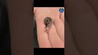 Small But Dangerous! 🐍