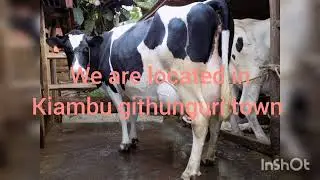 7 months incalf helfer with a sex semen available in Zack farm, please subscribe
