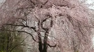 The beautiful and splendid Nung-su Hong white cherry blossoms on the Yangjaecheon 양재천 홍벚꽃 하얀 벚꽃