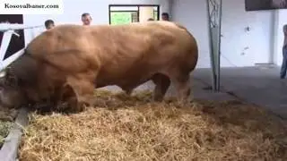 Najveci Bik u Srbiju 2.2 tona