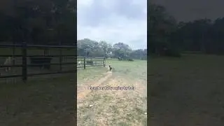 Farm chaos ￼🤣 #animals #pets