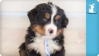 80 Seconds of Pure Adorable Bernese Mountain Puppies