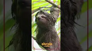 sloth vibes only #skrolaradio #chilltunes
