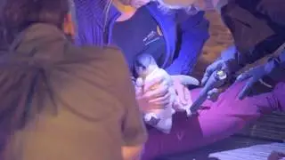 Manly Wharf Little Penguin Rescue