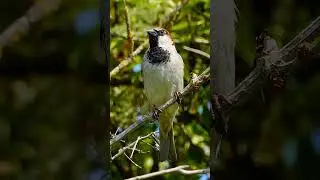 Male House Sparrow's Chirruping Call - Bird sounds #shorts