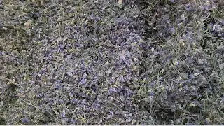Gul Banafsha. गुल बनाया ।گل بنفشہ۔ khansi zukam ki khaas dawa .