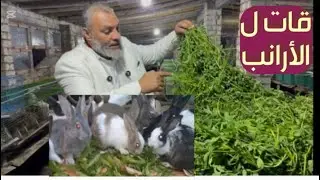 ‏يا شيخ سامر ااكل الأرانب برسيم والا علف والا بطاطا والا جزر وإيه الاحسن البرسيم بيم وت  الأرانب ￼